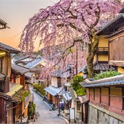 COSMOS | Classic Japan: Land of the Rising Sun