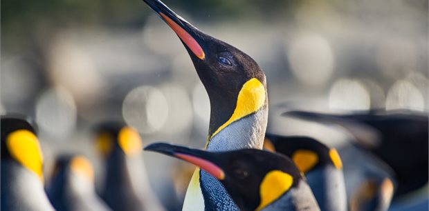 Expedition to New Zealand’s Subantarctic Islands