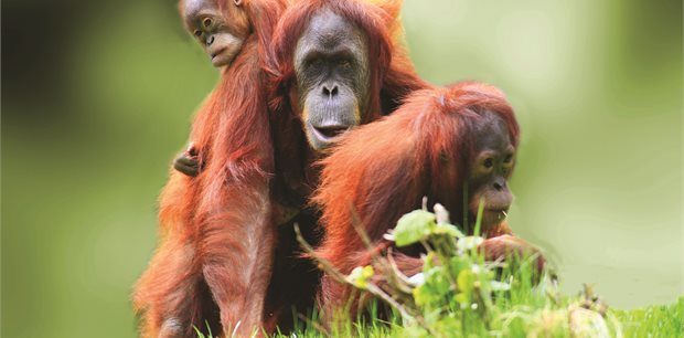 Kuching - Mega Birthday Sale - Malaysia Airlines