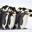 PONANT | Expedition to New Zealand’s Subantarctic Islands