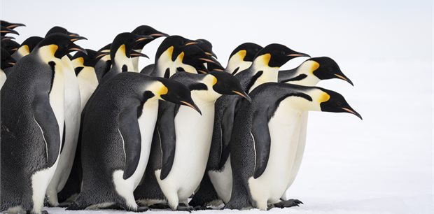 PONANT | Expedition to New Zealand’s Subantarctic Islands