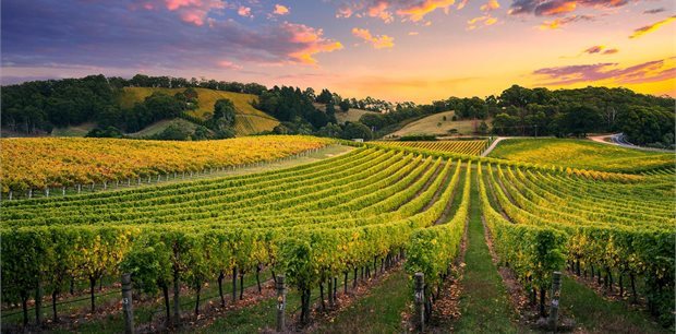 Trafalgar Tours | Tastes of Southern Australia