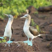 Adventure World | Insider Galápagos