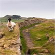 Trafalgar Tours | Real Britain