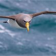 Chatham Islands Escorted Journey with Carolyn Hedley