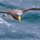 Chatham Islands Escorted Journey