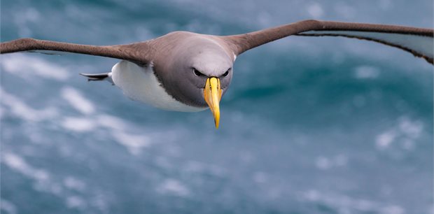 Chatham Islands Escorted Journey with Carolyn Hedley