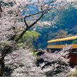 Intrepid | Highlights of Japan