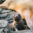 Intrepid | Galapagos Island Hopping