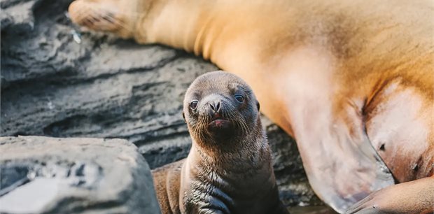 Intrepid | Galapagos Island Hopping