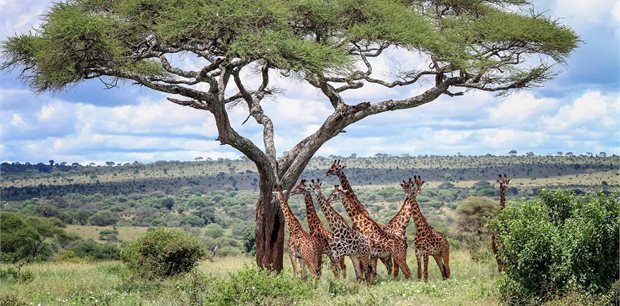 Trafalgar Tours | African Safari Adventure