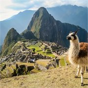 Cosmos - South America