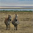 Tanzania & the Serengeti