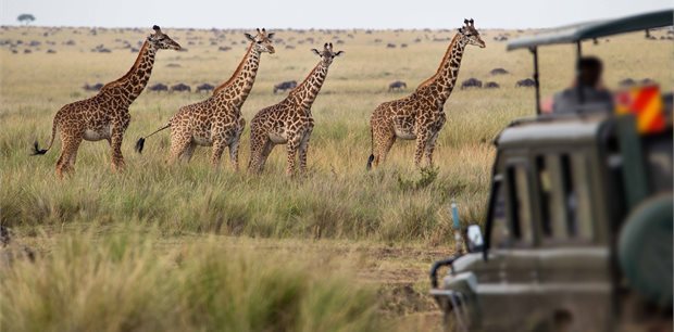 Trafalgar Tours | Essence of South Africa