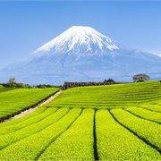 Intrepid - Asia