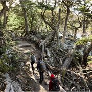 Intrepid - South America