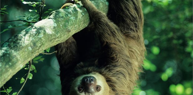 South America Flights