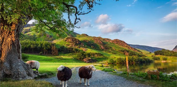 Costsaver | Britain & Ireland Delight