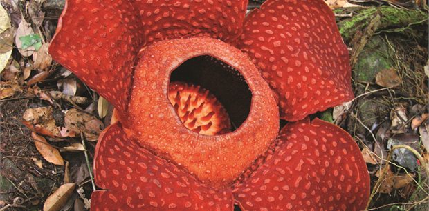 Kota Kinabalu - Mega Birthday Sale - Malaysia Airlines