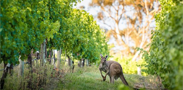 Fly to Adelaide on Qatar Airways - from Auckland