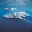 12 Day Coral Coast Discovery