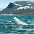 7 Day/6 Night Lazy Bear Expeditions, Ultimate Artic Summer Adventure, Belugas and Polar Bears