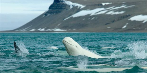 7 Day/6 Night Lazy Bear Expeditions, Ultimate Artic Summer Adventure, Belugas and Polar Bears