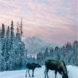 7 Day Rockies Winter Wildlife
