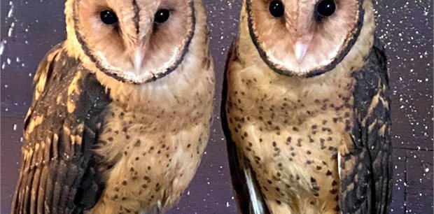 4 Night Discover Hobart & Raptor Refuge Experience