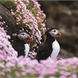 4 Day/3 Night Mull, Iona & Staffa Puffin Experience