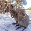 5 Day Perth & Rottnest Explorer