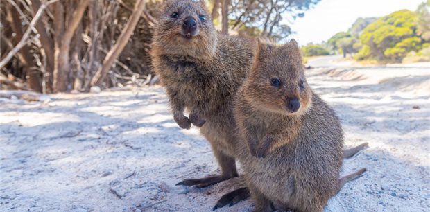 5 Day Perth & Rottnest Explorer 5 Day Perth & Rottnest Explorer