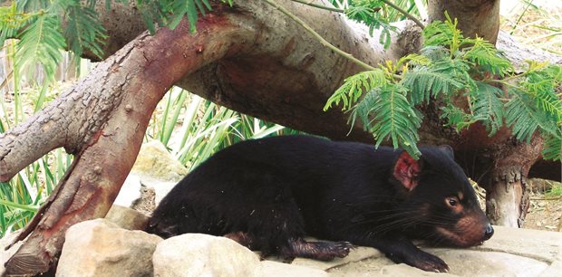 7 Day Tasmania Wilderness Wonders