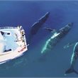 4 Day Hervey Bay Whale Watch Adventure