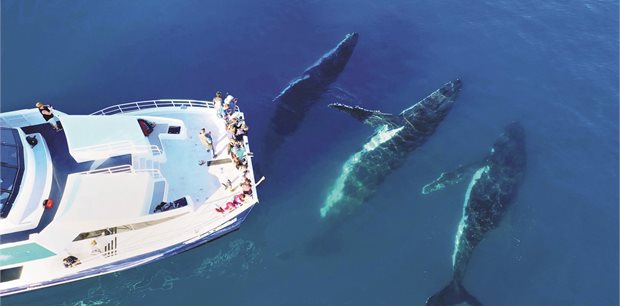 4 Day Hervey Bay Whale Watch Adventure