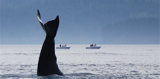 7 Day/6 Night Pacific Rim Whales and Bears
