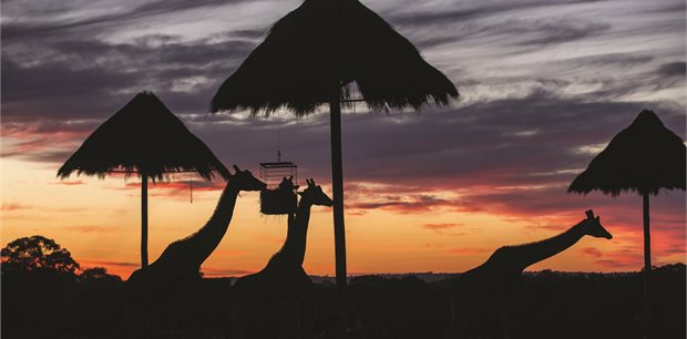 Zoofari Lodge, Taronga Western Plains Zoo Dubbo