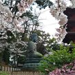 World Journeys | Cherry Blossom Japan