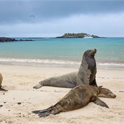 Intrepid | Galapagos Adventure: Northern Islands (Grand Daphne)