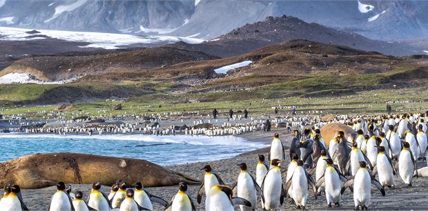 Intrepid | Antarctic Peninsula, Falkland Islands & South Georgia: From Buenos Aires 