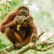 Intrepid | Classic Borneo