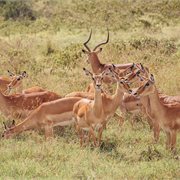 Intrepid | Kenya Wildlife Safari