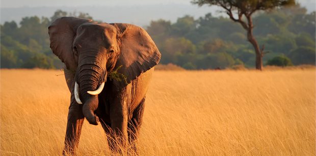 Intrepid | Kenya Safari