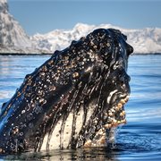 Intrepid | Antarctica's Whale Season (Ocean Nova) Quad