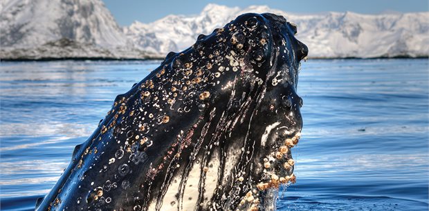 Intrepid | Antarctica's Whale Season (Ocean Nova) Quad