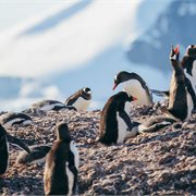 Intrepid | Antarctica's Whale Season (Ocean Nova) Quad