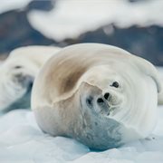 Intrepid | Antarctica's Whale Season (Ocean Nova) Quad