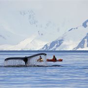 Intrepid | Antarctic Peninsula: An Immersive Odyssey Intrepid | Antarctic Peninsula: An Immersive Odyssey