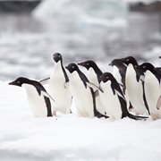 Intrepid | Antarctic Peninsula: An Immersive Odyssey (Ocean Nova)