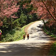 Intrepid | 18 to 35s Real Thailand